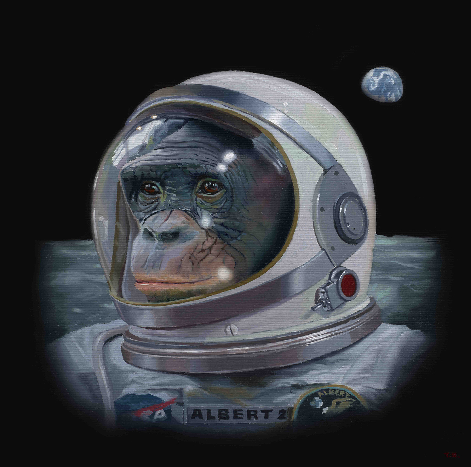 A monkey in a space suit - Tony South - Albert II